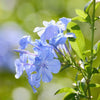 Blue Plumbago - 6" embroidery kit